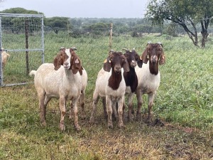 5X BOER GOAT OOI/DOE KUDDE STONEHAM BOERBOK STOET