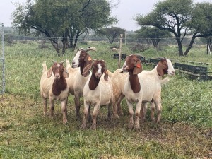 5X BOER GOAT OOI/DOE KUDDE STONEHAM BOERBOK STOET