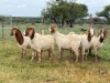 5X BOER GOAT OOI/DOE KUDDE STONEHAM BOERBOK STOET