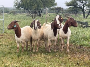 5X BOER GOAT OOI/DOE KUDDE STONEHAM BOERBOK STOET