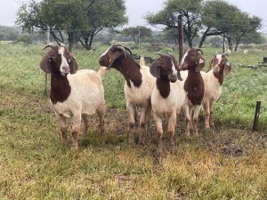 5X BOER GOAT OOI/DOE KUDDE STONEHAM BOERBOK STOET