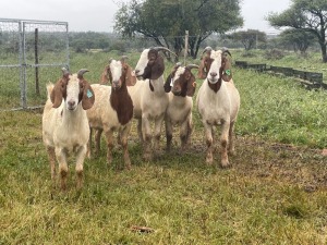 5X BOER GOAT OOI/DOE KUDDE STONEHAM BOERBOK STOET