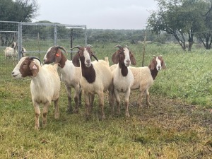 5X BOER GOAT OOI/DOE KUDDE STONEHAM BOERBOK STOET