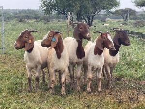 5X BOER GOAT OOI/DOE KUDDE STONEHAM BOERBOK STOET