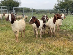 5X BOER GOAT OOI/DOE KUDDE STONEHAM BOERBOK STOET