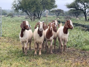 5X BOER GOAT OOI/DOE KUDDE STONEHAM BOERBOK STOET