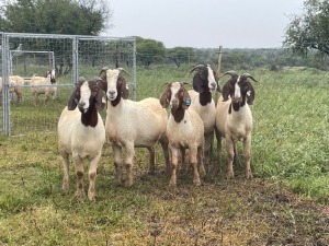 5X BOER GOAT OOI/DOE KUDDE STONEHAM BOERBOK STOET