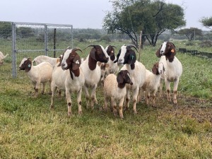 5X BOER GOAT OOI/DOE KUDDE STONEHAM BOERBOK STOET