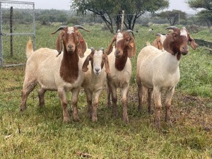 5X BOER GOAT OOI/DOE KUDDE STONEHAM BOERBOK STOET