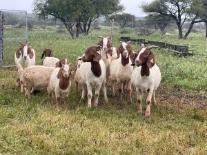 5X BOER GOAT OOI/DOE KUDDE STONEHAM BOERBOK STOET