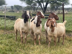 5X BOER GOAT OOI/DOE KUDDE STONEHAM BOERBOK STOET