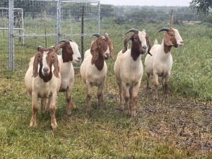 5X BOER GOAT OOI/DOE STONEHAM BOERBOK STOET