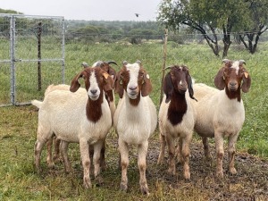 5X BOER GOAT OOI/DOE STONEHAM BOERBOK STOET