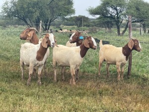 5X BOER GOAT OOI/DOE KUDDE STONEHAM BOERBOK STOET