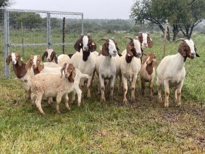 5X BOER GOAT OOI/DOE KUDDE STONEHAM BOERBOK STOET