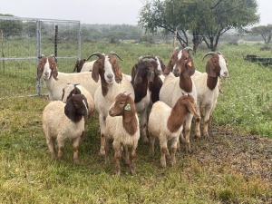 7X BOER GOAT OOI/DOE KUDDE STONEHAM BOERBOK STOET