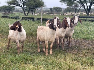 5X BOER GOAT OOI/DOE STONEHAM BOERBOK STOET