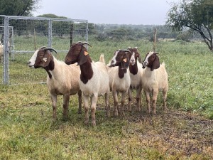 5X BOER GOAT OOI/DOE KUDDE STONEHAM BOERBOK STOET