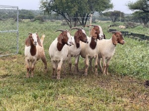 5X BOER GOAT OOI/DOE KUDDE STONEHAM BOERBOK STOET