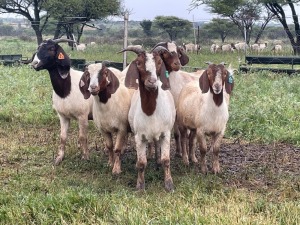 5X BOER GOAT OOI/DOE STONEHAM BOERBOK STOET