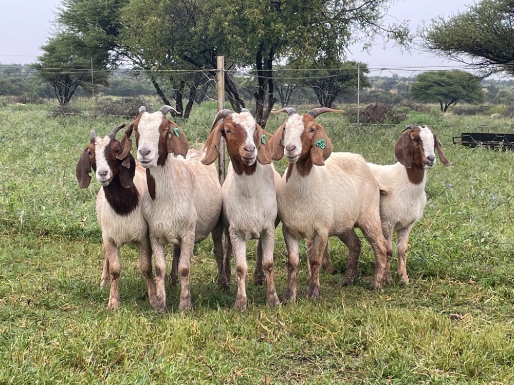 5X BOER GOAT OOI/DOE STONEHAM BOERBOK STOET STONEHAM BOERBOKSTOET ...