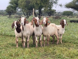 5X BOER GOAT OOI/DOE STONEHAM BOERBOK STOET