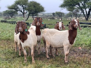 5X BOER GOAT OOI/DOE STONEHAM BOERBOK STOET