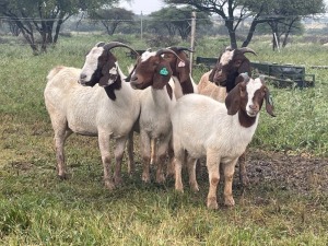 5X BOER GOAT OOI/DOE STONEHAM BOERBOK STOET