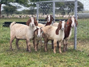 5X BOER GOAT OOI/DOE STONEHAM BOERBOK STOET