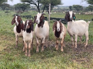 5X BOER GOAT OOI/DOE STONEHAM BOERBOK STOET