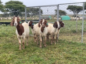 5X BOER GOAT OOI/DOE STONEHAM BOERBOK STOET