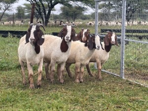 5X BOER GOAT OOI/DOE STONEHAM BOERBOK STOET