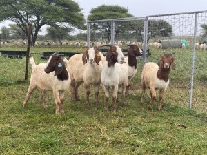 5X BOER GOAT OOI/DOE STONEHAM BOERBOK STOET