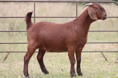 1X KALAHARI RED OOI/EWE PS