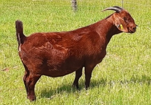 LOT 96 1X OOI/EWE Albian Stud STOET DRAGTIG