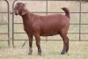 1X KALAHARI RED OOI/EWE PS - 2