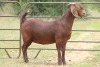 1X KALAHARI RED OOI/EWE PS