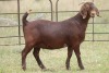 1X KALAHARI RED OOI/EWE PS - 2