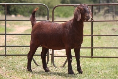 1X KALAHARI RED OOI/EWE FLOCK