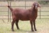 1X KALAHARI RED OOI/EWE FLOCK - 2
