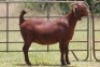 1X KALAHARI RED OOI/EWE PS