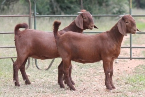 2X KALAHARI RED OOI/EWE PS