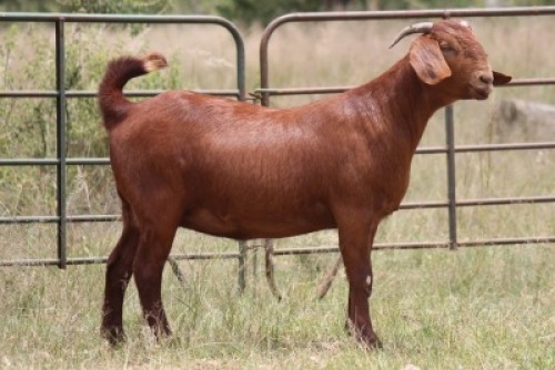 1X KALAHARI RED OOI/EWE FLOCK