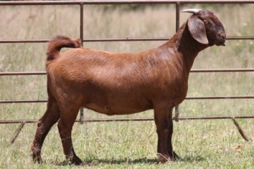 1X KALAHARI RED OOI/EWE PS