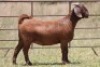 1X KALAHARI RED OOI/EWE PS