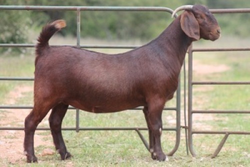 1X KALAHARI RED OOI/EWE K