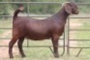 1X KALAHARI RED OOI/EWE K