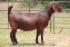 1X KALAHARI RED OOI/EWE K - 2