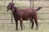 1X KALAHARI RED OOI/EWE PS