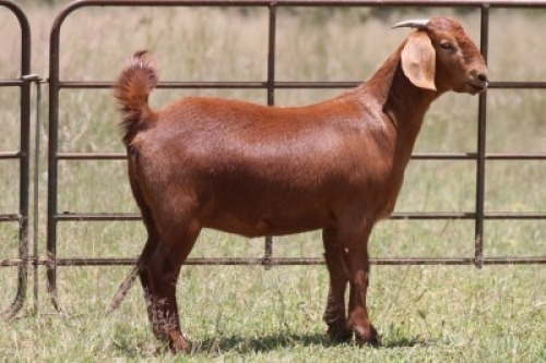 1X KALAHARI RED OOI/EWE PS
